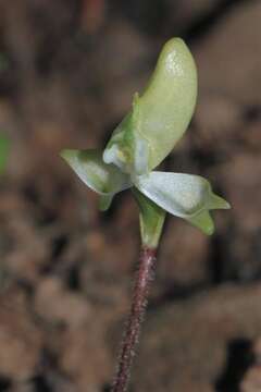 Image of Disperis bolusiana subsp. macrocorys (Rolfe) J. C. Manning