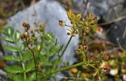 Anisotome pilifera (Hook. fil.) Cockayne & Laing的圖片