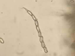 Image of Pseudombrophila cervaria (W. Phillips) Brumm. 1995