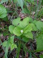 Image of dwarf red blackberry