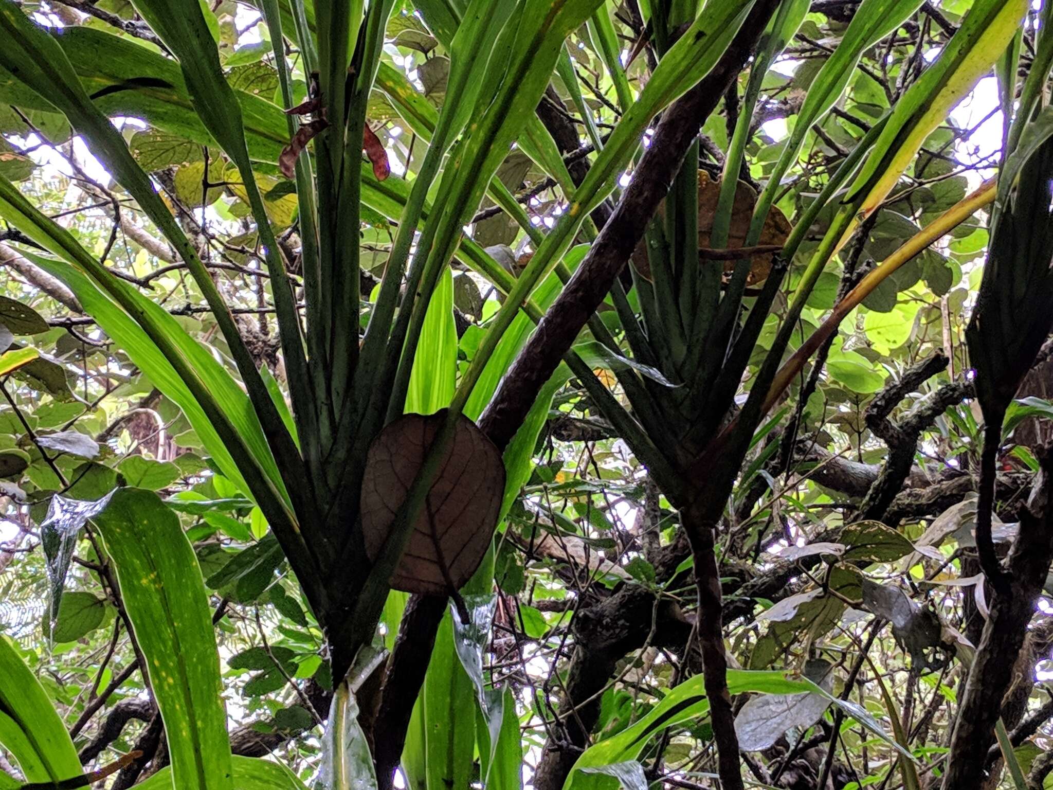 Image of Cordyline mauritiana (Lam.) J. F. Macbr.