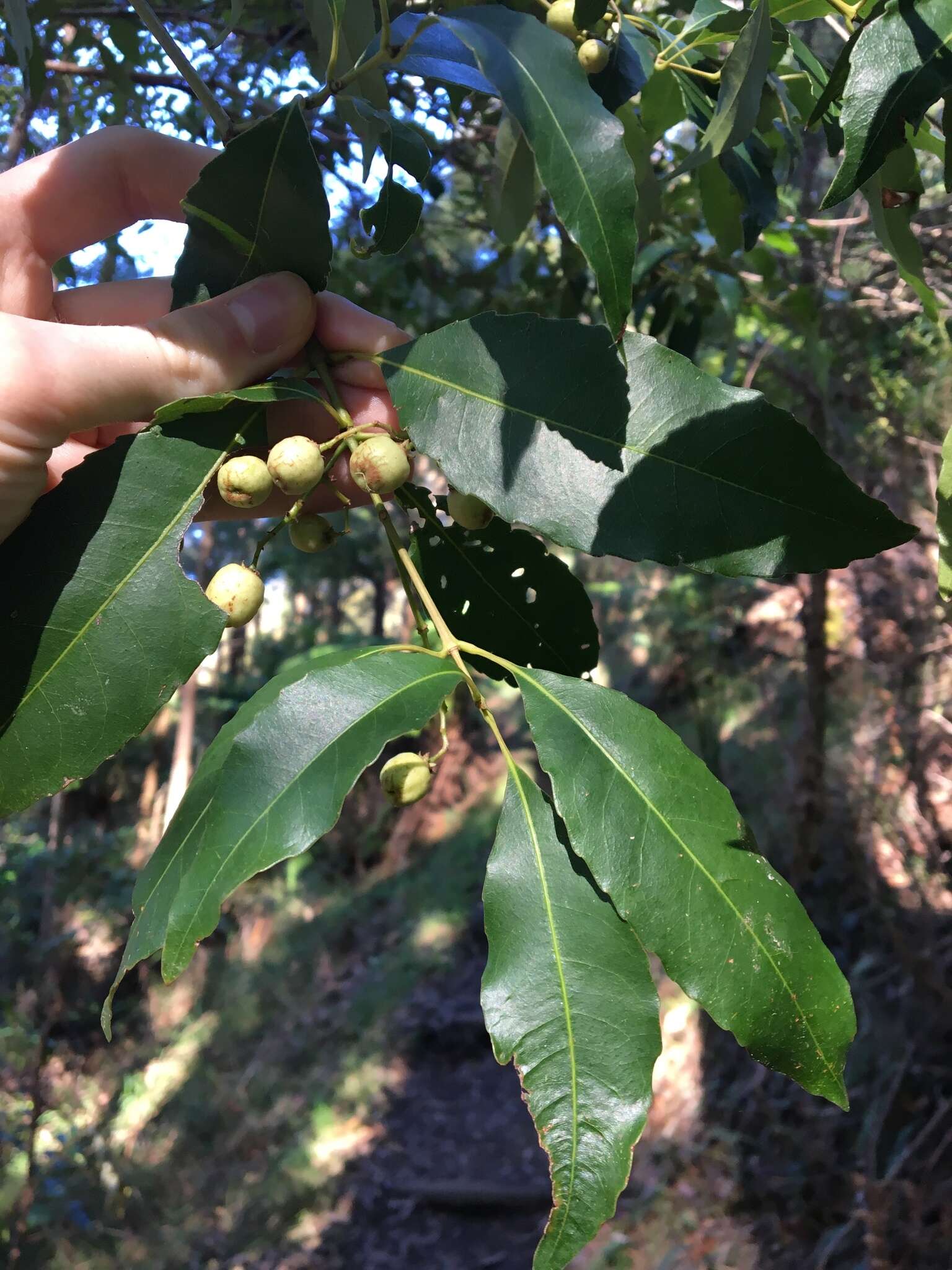 Sivun Schizomeria ovata D. Don kuva