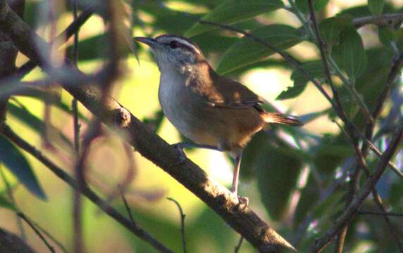 Image of Cabanis's Wren