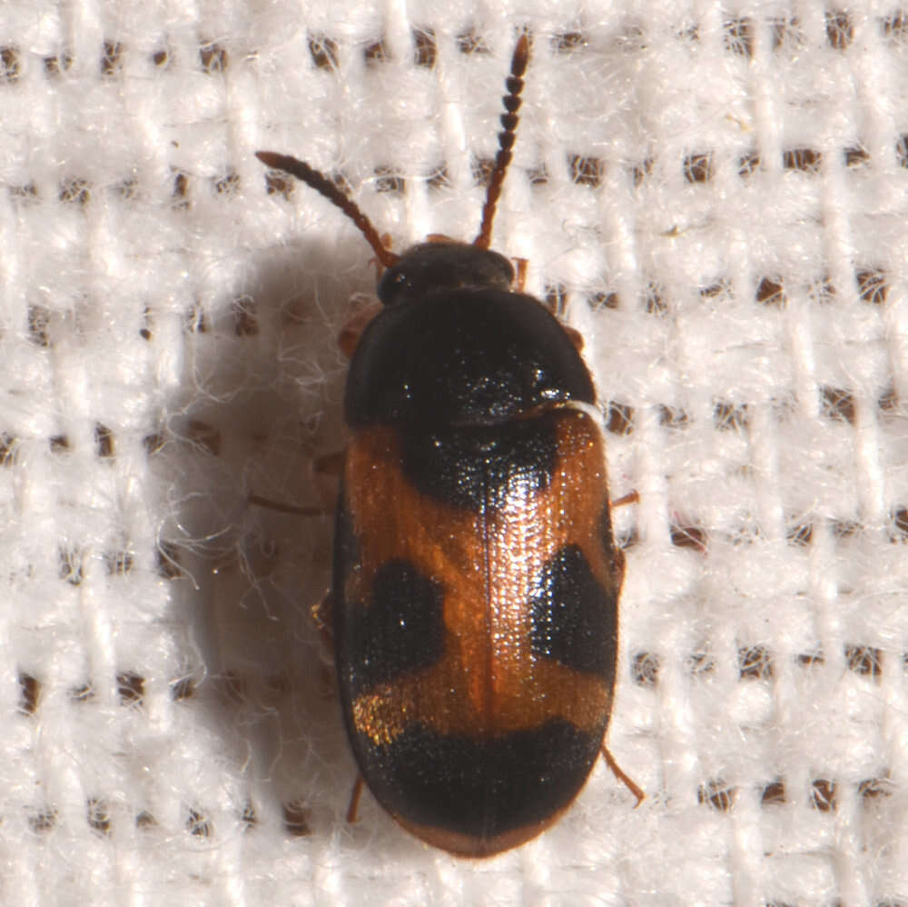 Image of Mycetophagus punctatus Say 1826