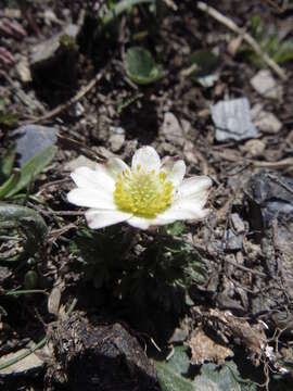 Image of Anemone baldensis subsp. baldensis