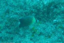 Image of Blackburn's Butterflyfish