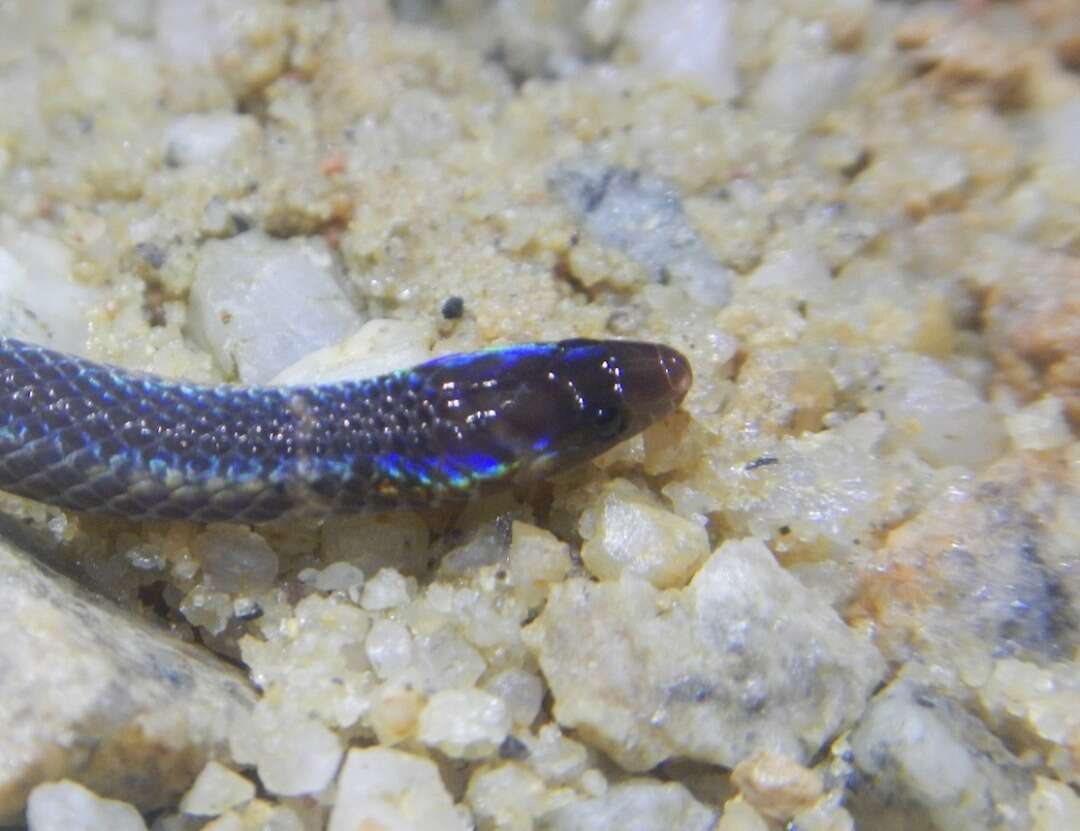 Image of Cantor's Dwarf Reed Snake