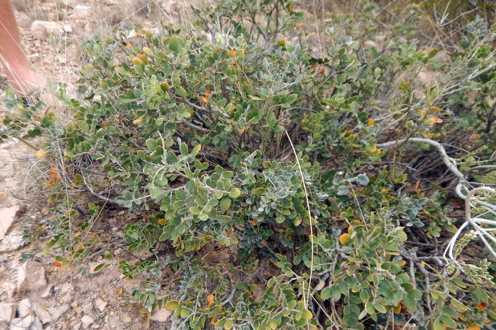 Image de Dermatophyllum gypsophilum subsp. guadalupense