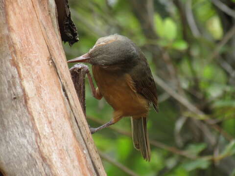 Image of Rufous Shrikethrush