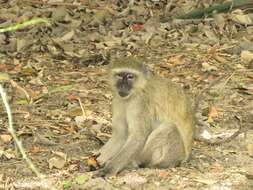 Image of Malbrouck Monkey