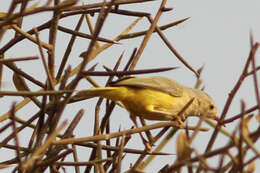 Image of Green-backed Eremomela