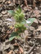 Image of Santa Clara thorn-mint