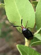 Image of Deraeocoris delagrangei (Puton 1892)