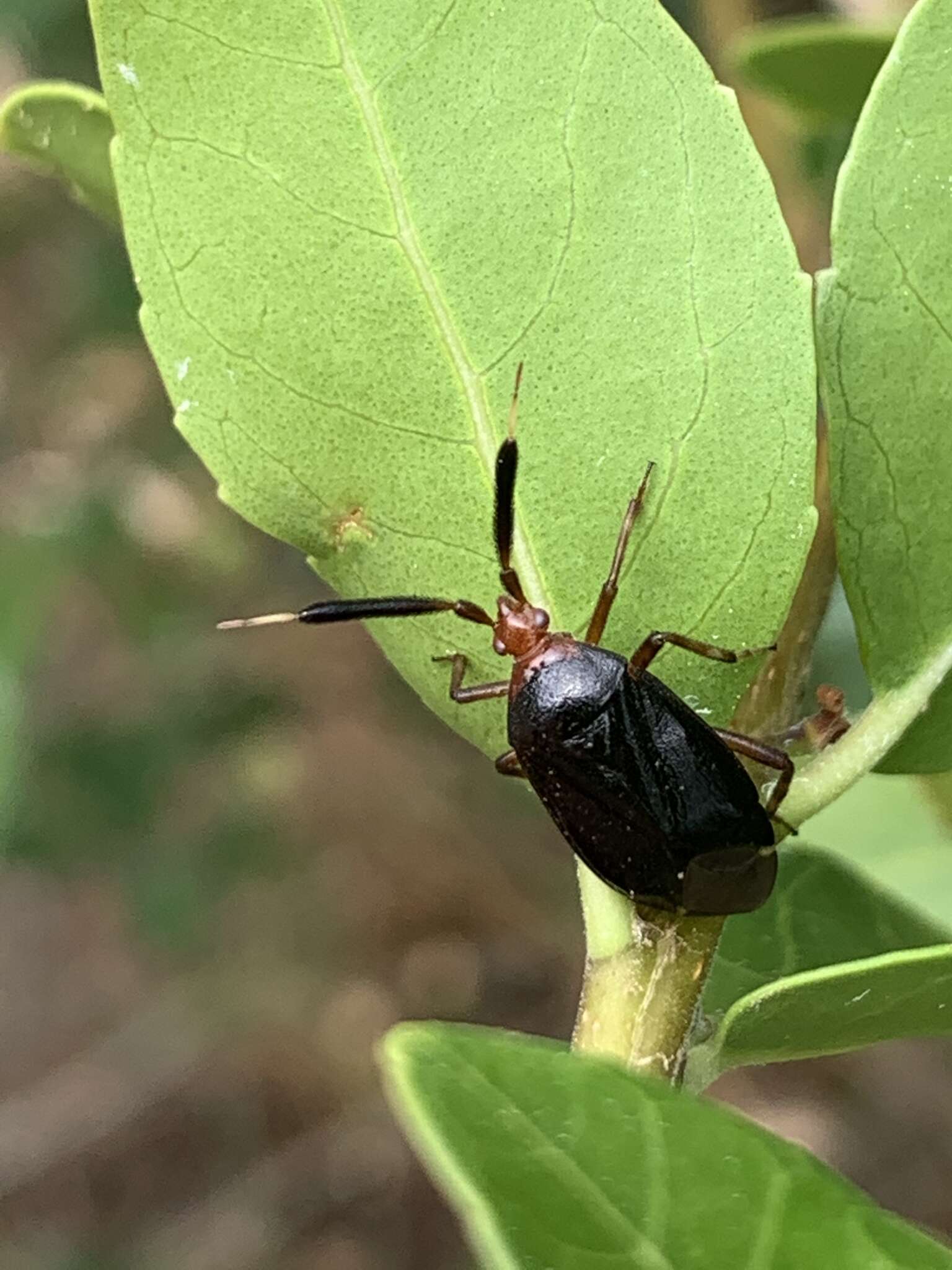 Image of Deraeocoris delagrangei (Puton 1892)