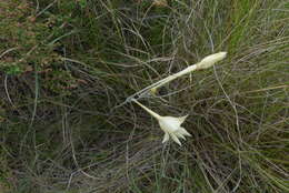 Image of Gladiolus engysiphon G. J. Lewis