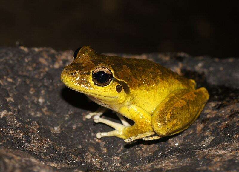 Image of Lesueur's frog