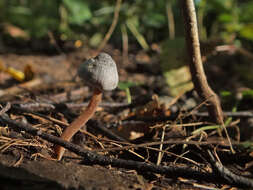 Inocybe petiginosa (Fr.) Gillet 1876 resmi