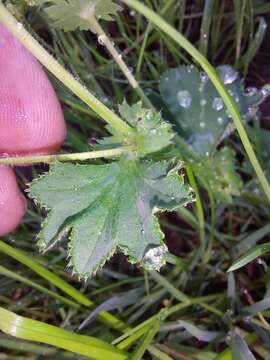 Plancia ëd Alchemilla xanthochlora Rothm.