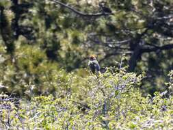 Image of Green-tailed Towhee