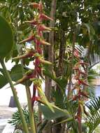 Image of Heliconia spissa Griggs