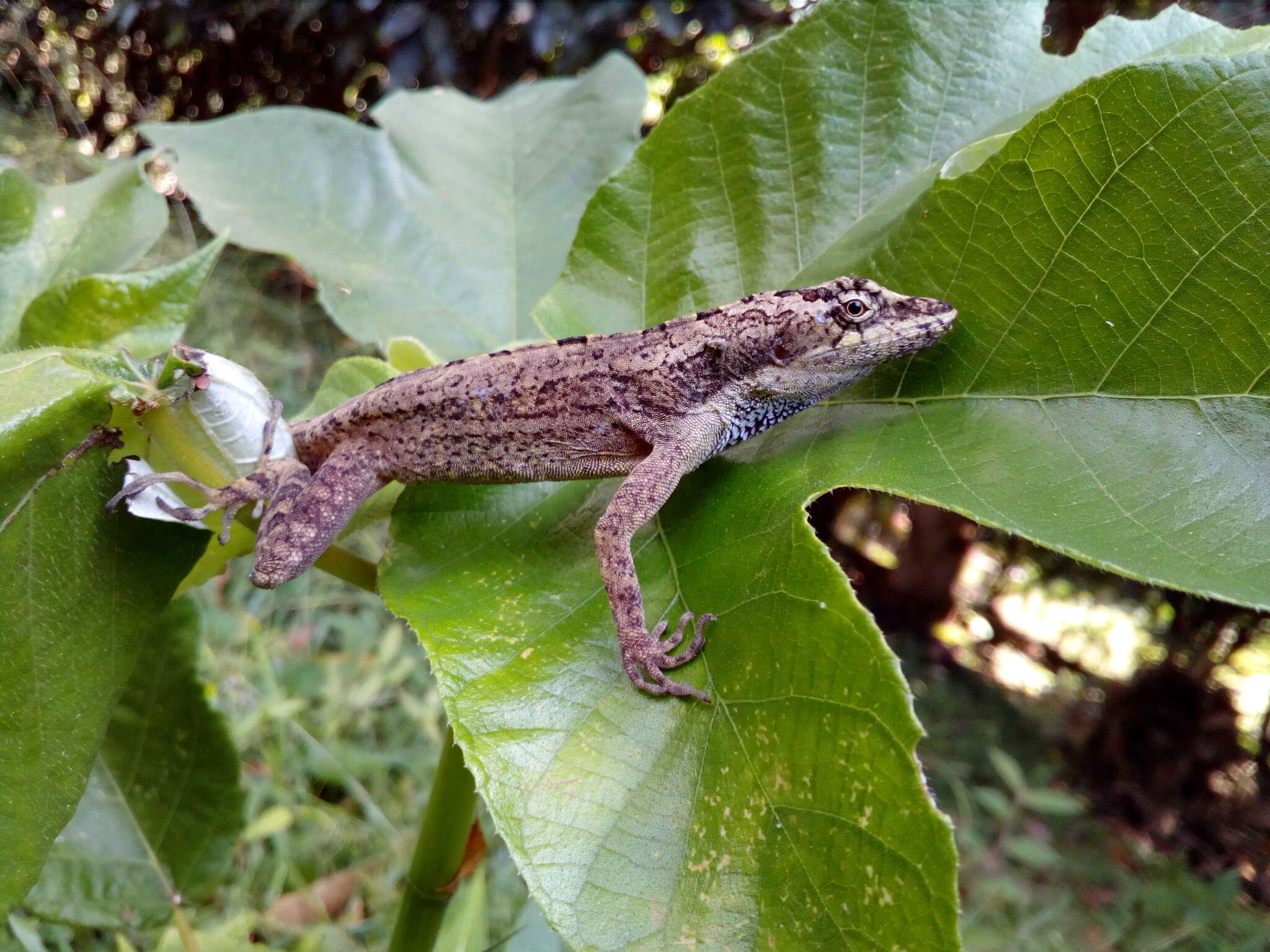 Image of Utila Anole