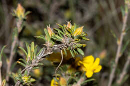 Image of Hibbertia axillibarba J. R. Wheeler