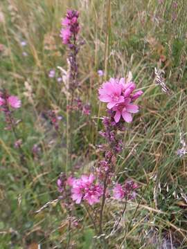 Image of Oregon checkerbloom