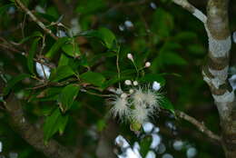 Image of Syzygium tripinnatum (Blanco) Merr.