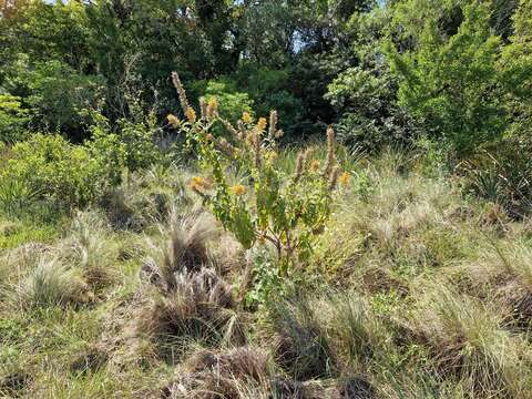 Image of Buddleja tubiflora Benth.