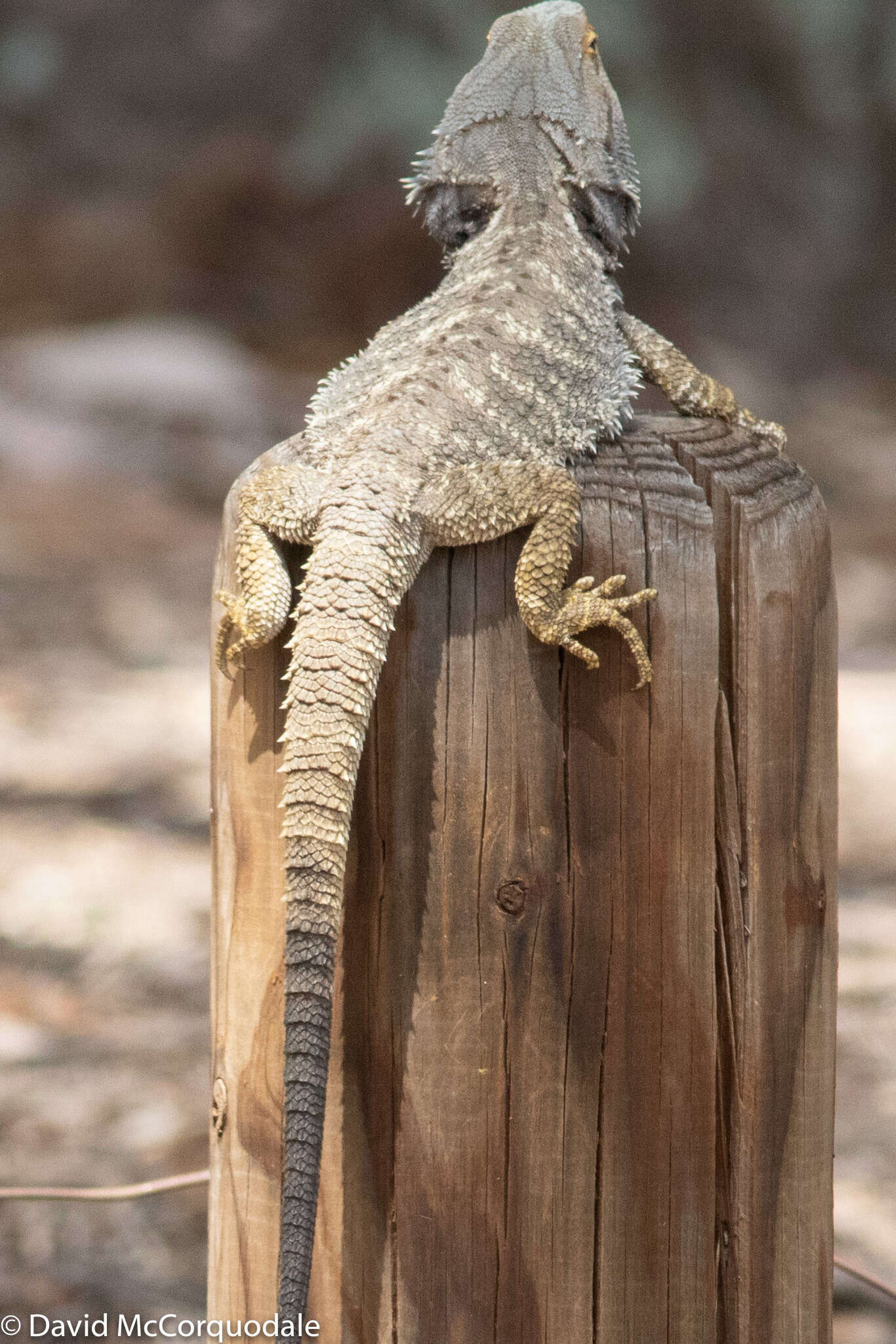 Image of Bearded Dragon