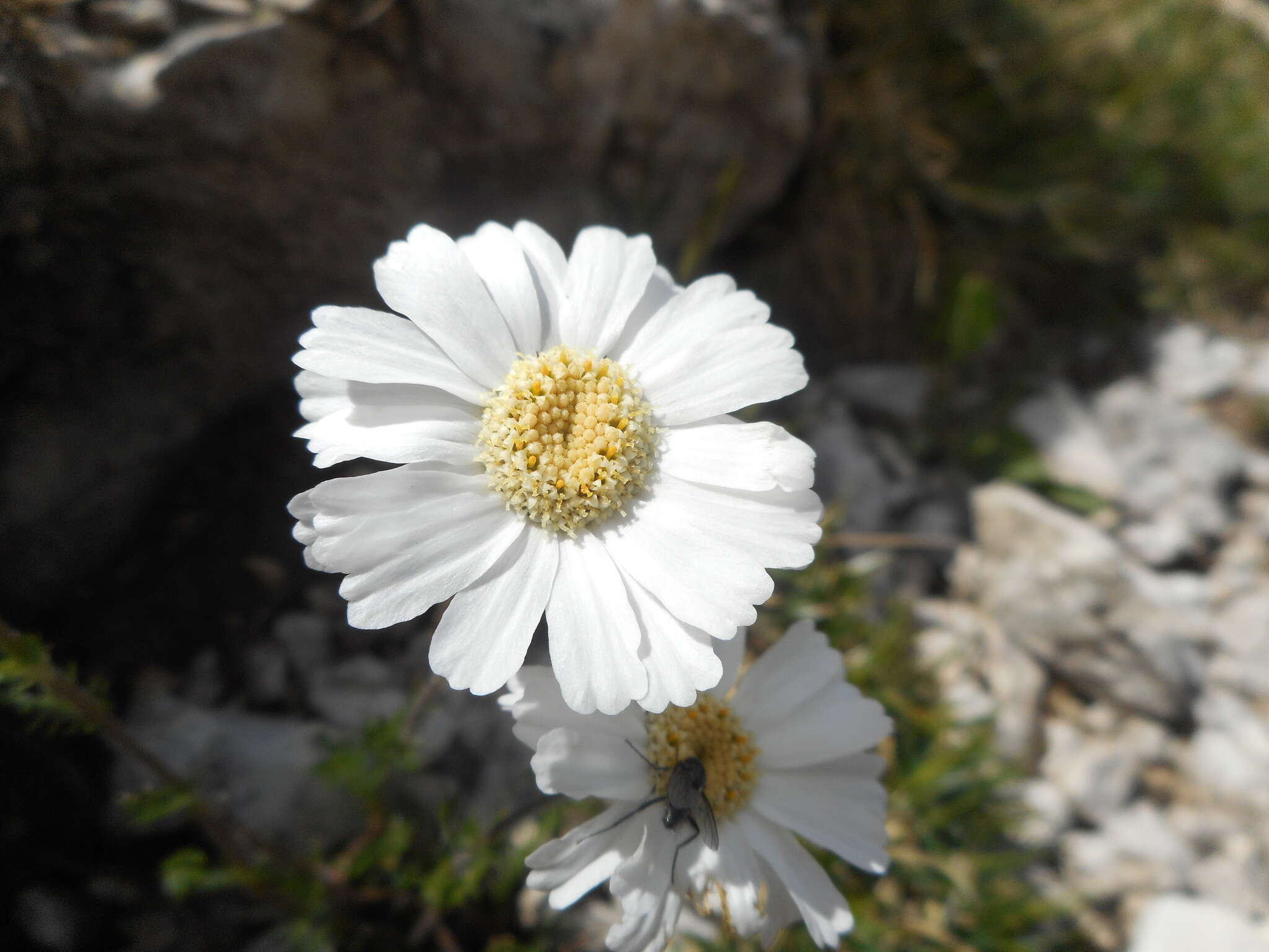 Слика од Achillea oxyloba (DC.) Sch. Bip.