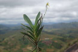 Plancia ëd Angraecum calceolus Thouars