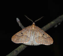 Image of mottled umber