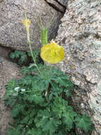 Image of Aquilegia viridiflora Pall.