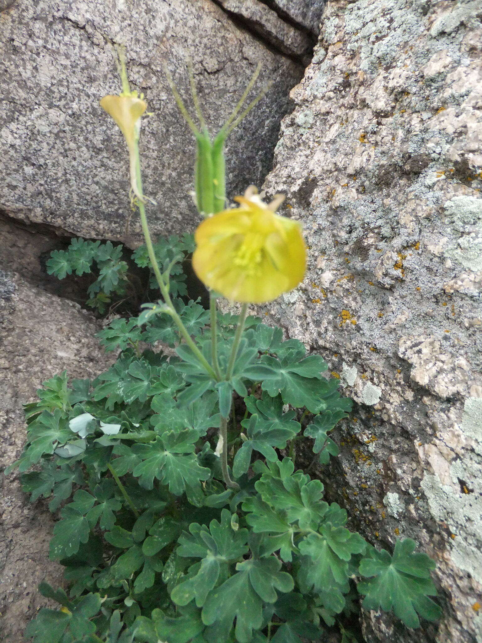 Image of Aquilegia viridiflora Pall.