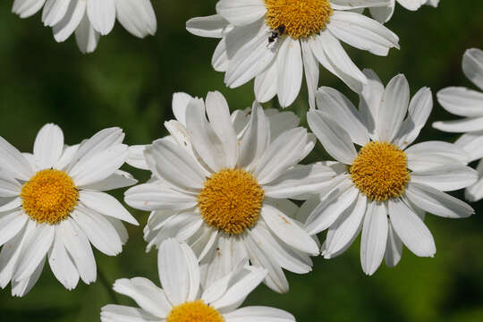 Image of corymbflower tansy