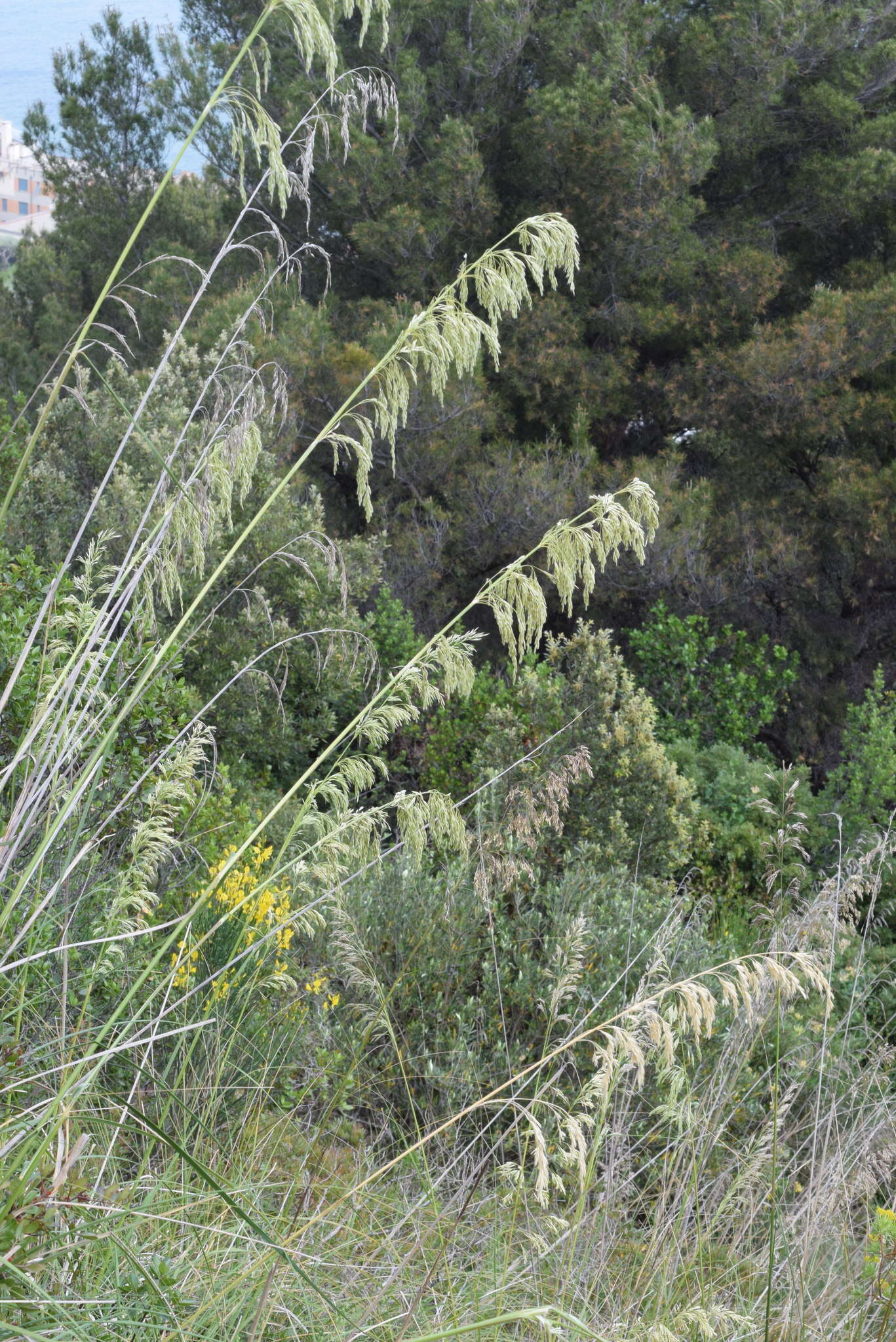 Image of Mauritanian grass