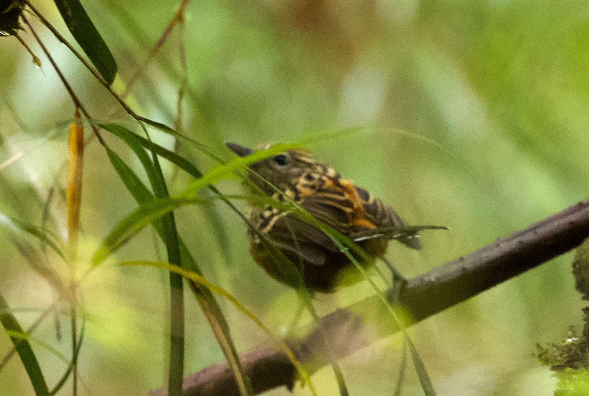 Image of Streak-headed Antbird