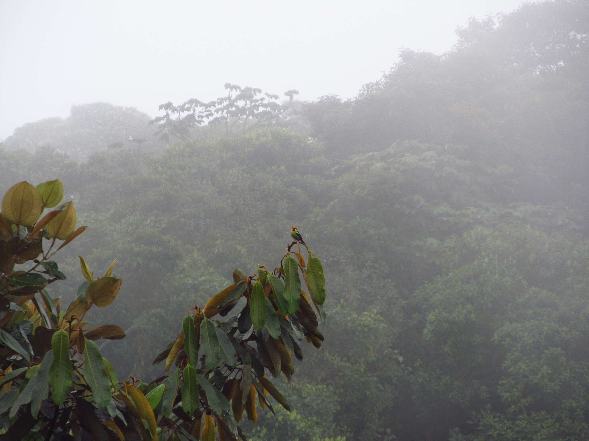 Image of Flame-faced Tanager