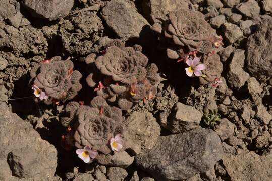 Image of Viola philippii Leybold