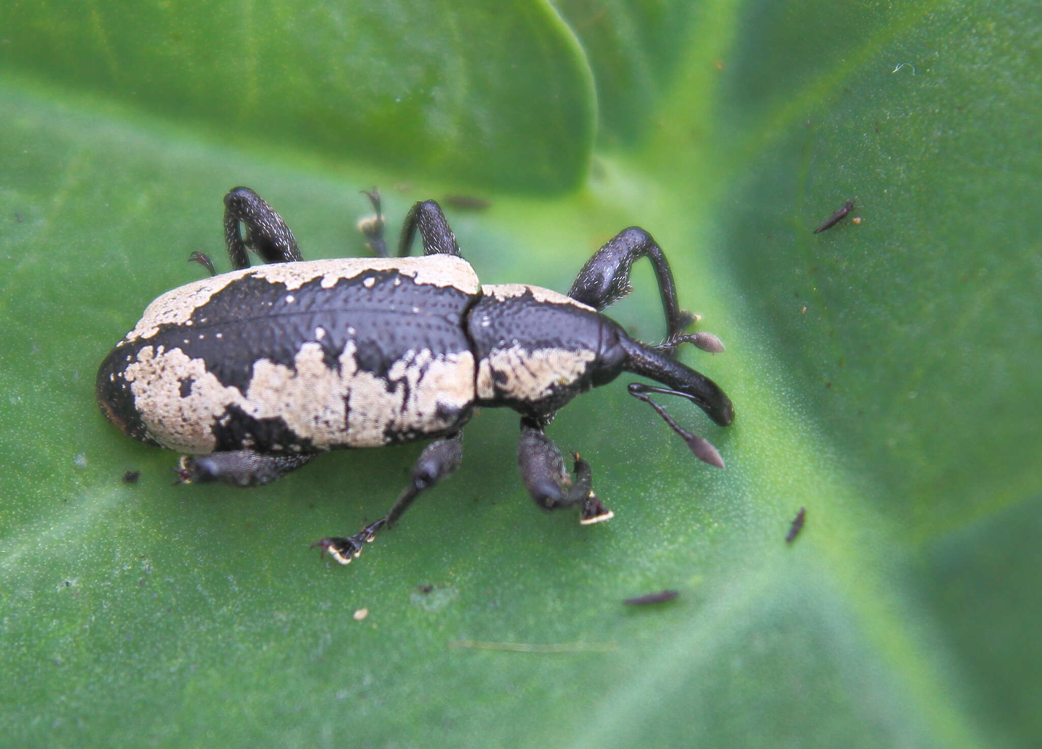 صورة Heilipus cruciatus Chevrolat 1833