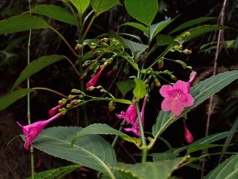 Image of Strobilanthes hamiltoniana (Steudel) J. Bosser & H. Heine