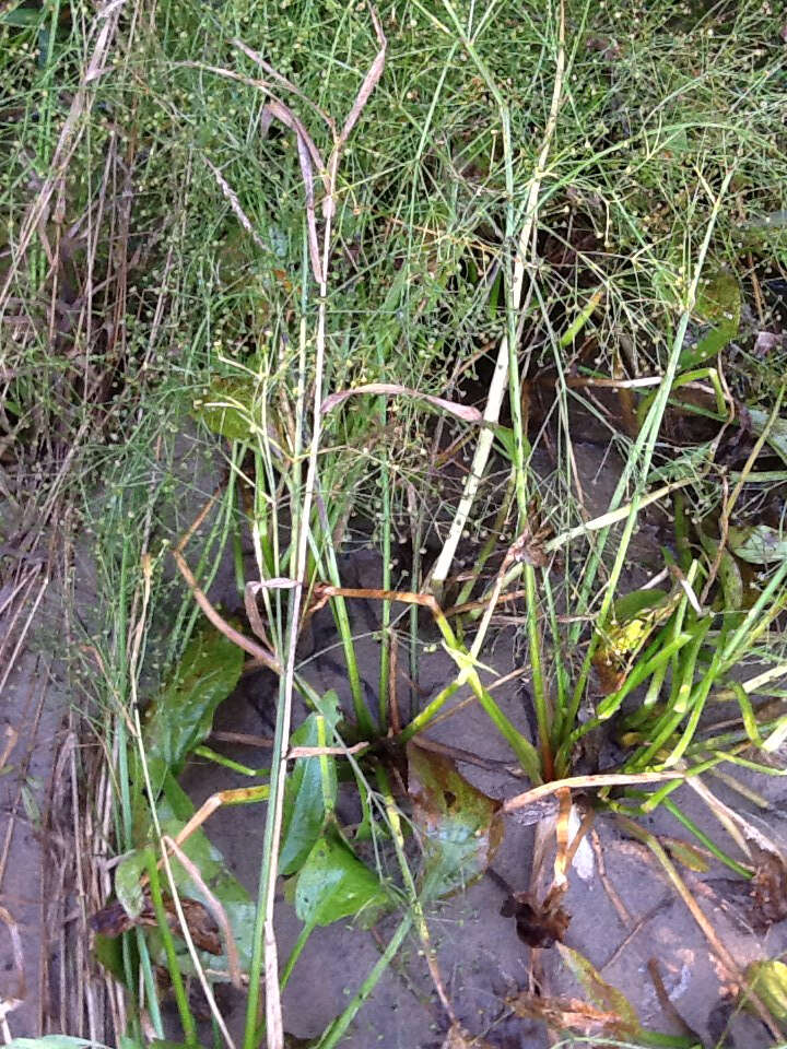 Image of American water plantain