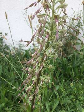 Image of Lizard orchid