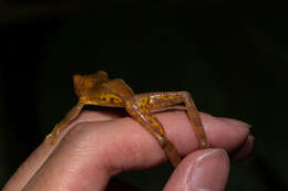 Image of Masked tree frog