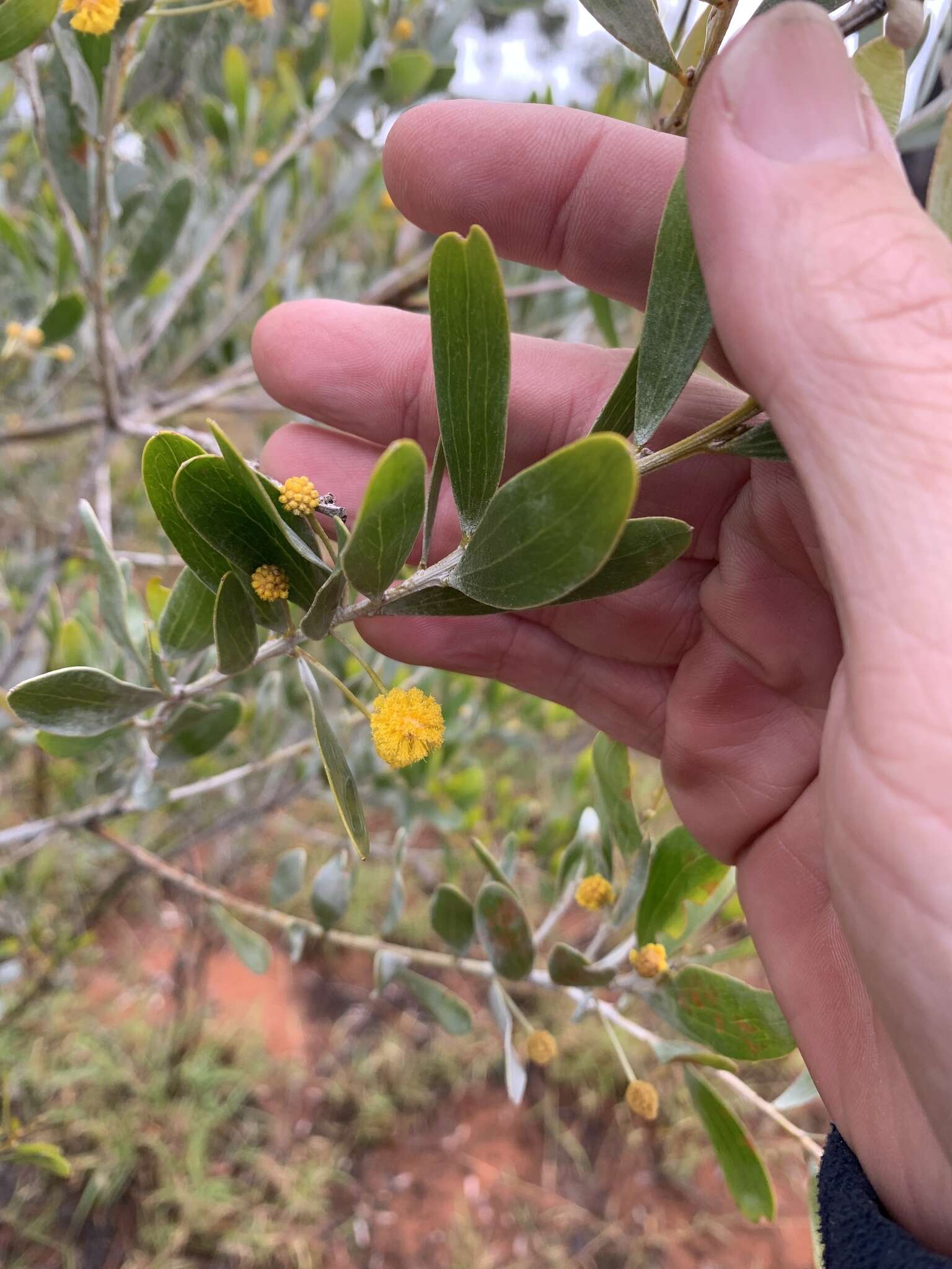 Image de Acacia melleodora Pedley