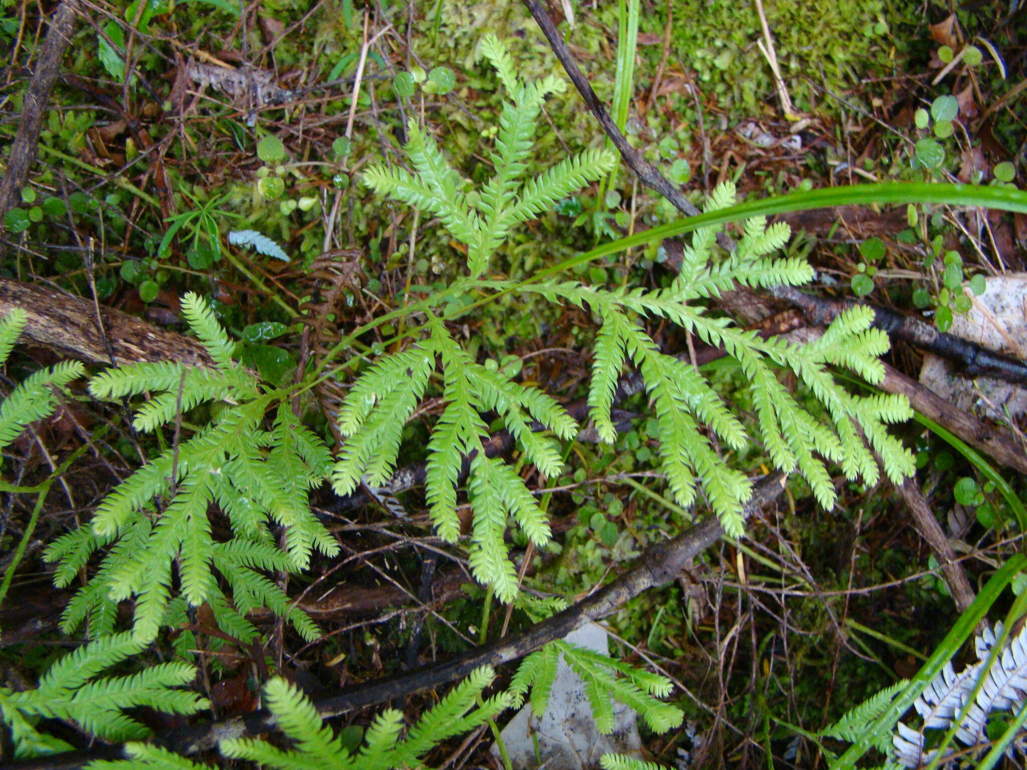 Image of Pseudodiphasium volubile (G. Forst.) Holub