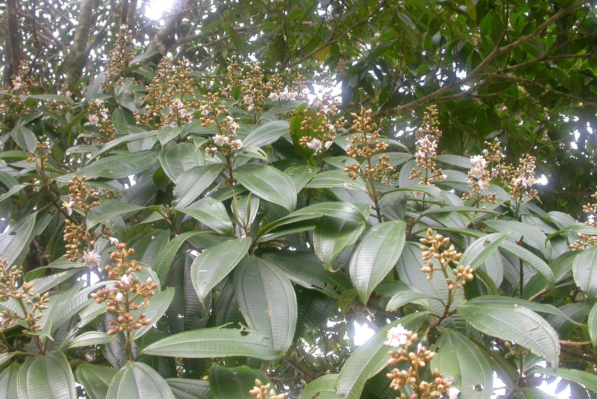 Image de Miconia conorufescens