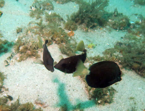 Image of Sawtail surgeonfish