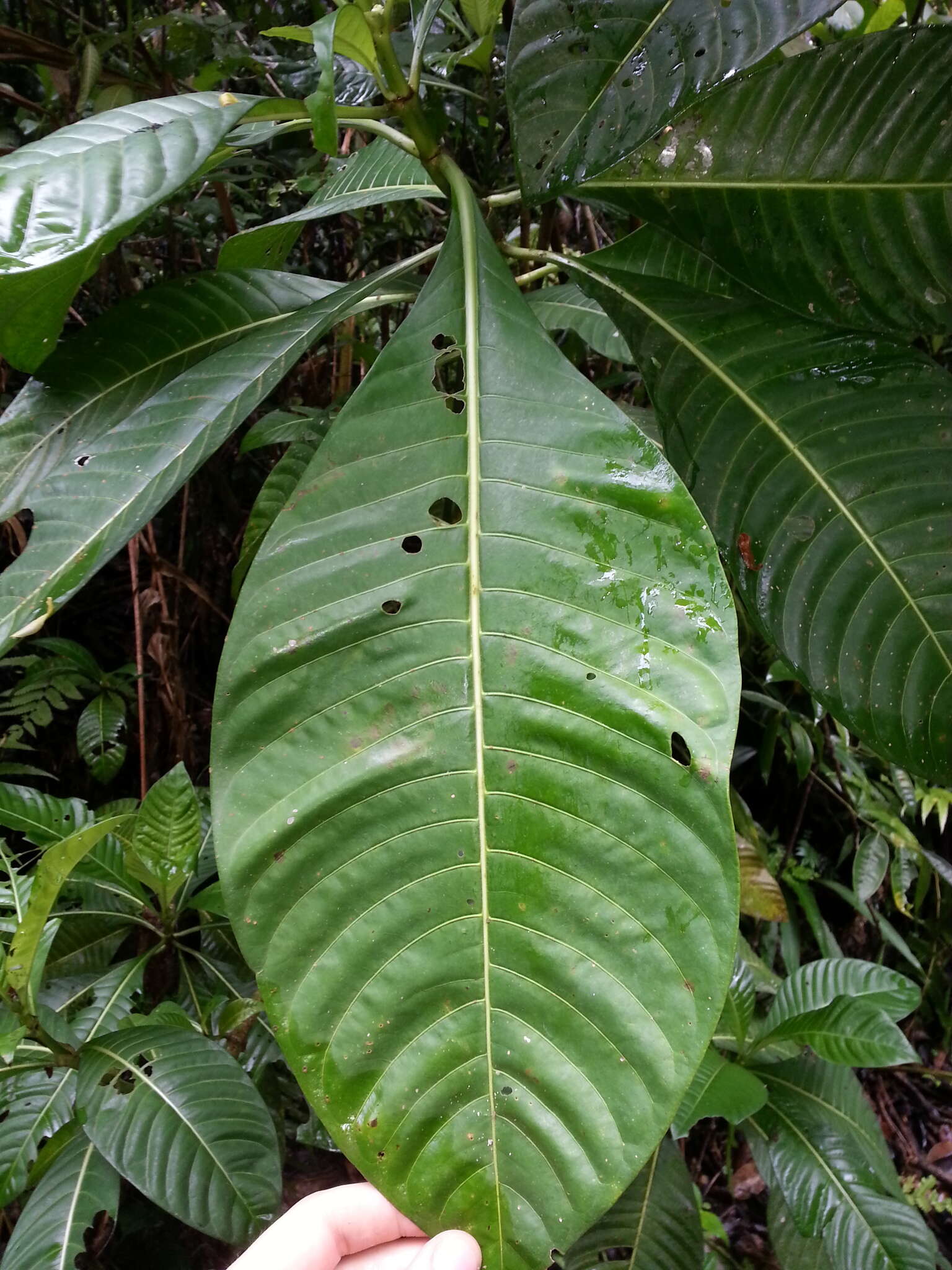 Image de Psychotria grandis Sw.